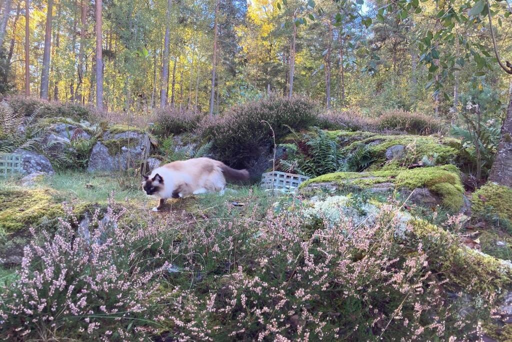Cabin In The Woods, Close To Lake Maelaren エスキルスチュナ エクステリア 写真